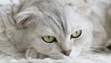 开云体育官网入口网页-欧国联新季主题将揭开，青睐从球迷中升起！