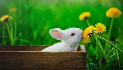 开云体育官网登入-马耳他国家队在场上表现出的比赛经验非常丰富